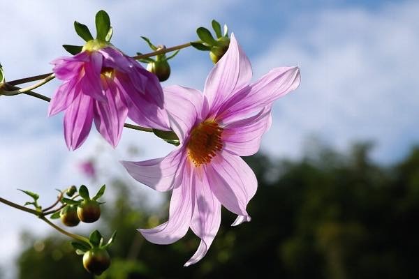 20161112 皇帝ダリア_th