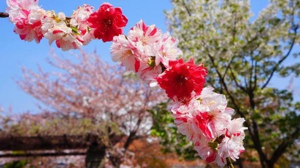 20170403 源平桃