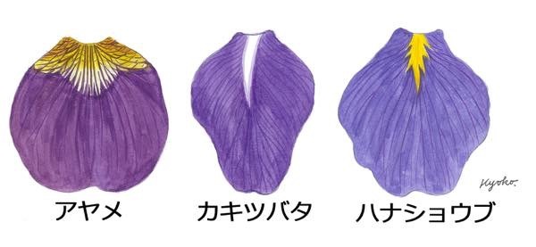 20170520 いずれあやめか