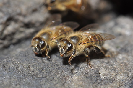 20170726 ニホンミツバチ