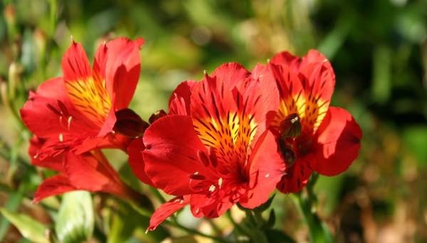 20170802 百合水仙