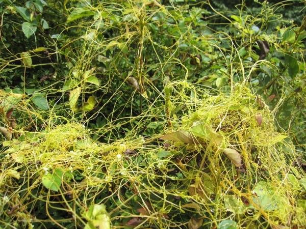 20171212 ネナシカズラ