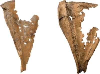 20180116 占いに使われた鹿骨