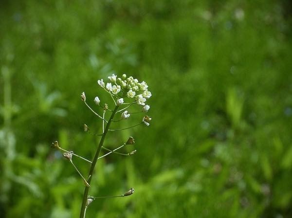 20180130 なずな