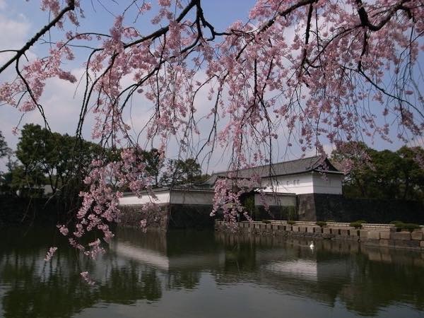 20180206 皇居の桜