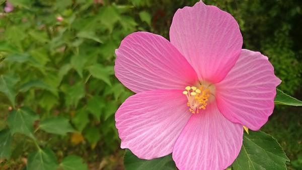 20180401 芙蓉の花