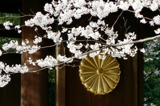 20180419 靖国神社と桜