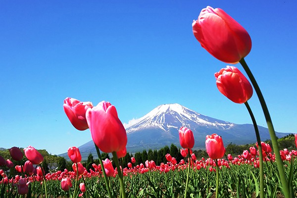 20180427 富士山と花