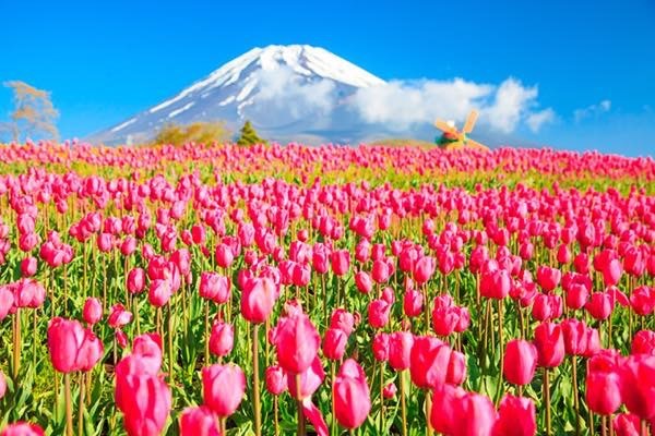 20180429 チューリップ