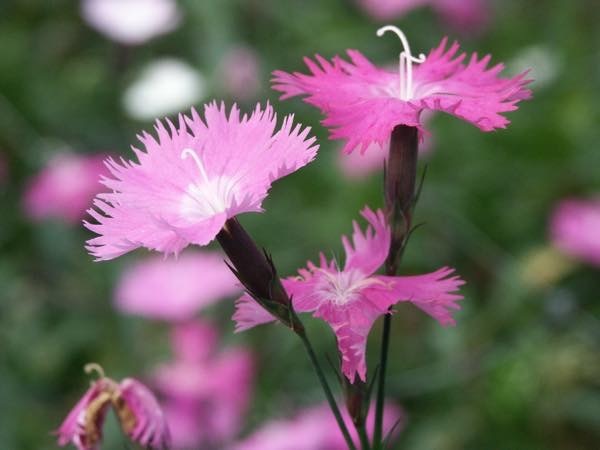 20180510 なでしこ