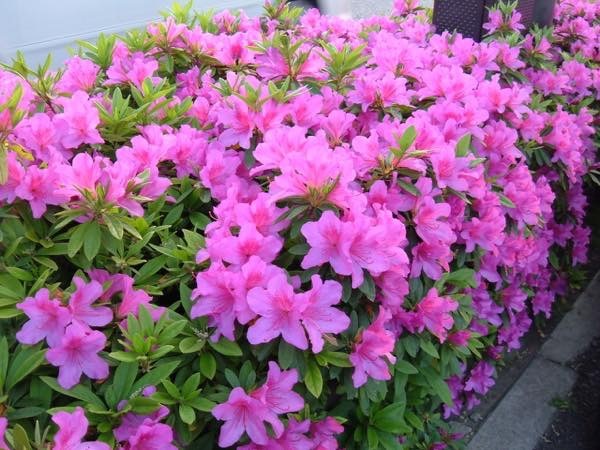 20180517 つつじ