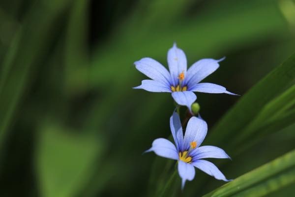 20180521 アイイロニワゼキショウ