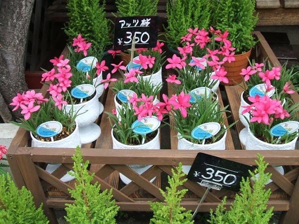 20180524 アッツザクラ