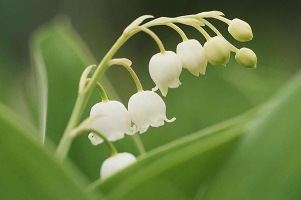20180524 ５月の花