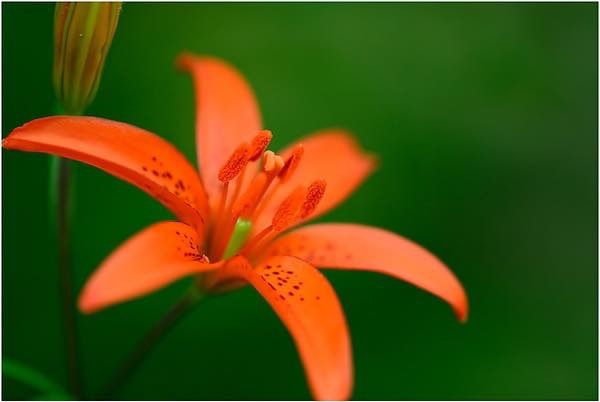 20180617 ひめゆり