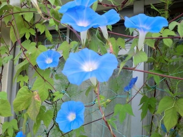 20180801 ニホンアサガオ