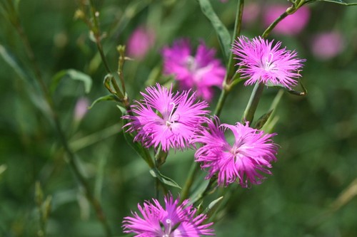 20180802 ヤマトナデシコ