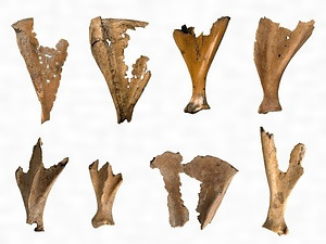 20190216 鹿骨占い