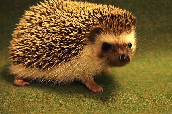 20190315 ハリネズミ