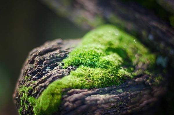 20190326 わびさび