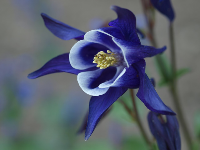 20190416 苧環（オダマキ）