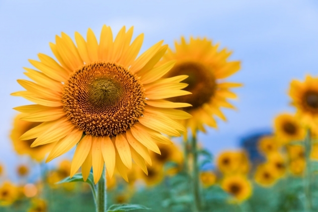 20190813 ひまわり