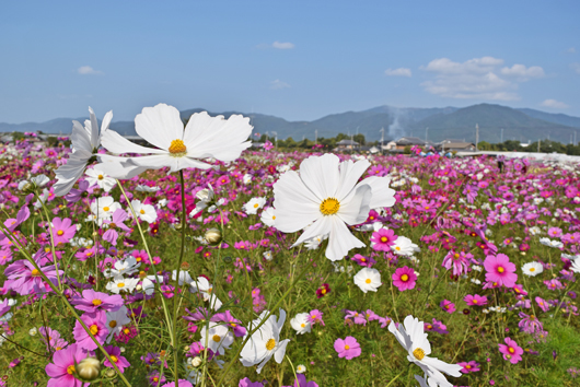 20190907 亀岡コスモス