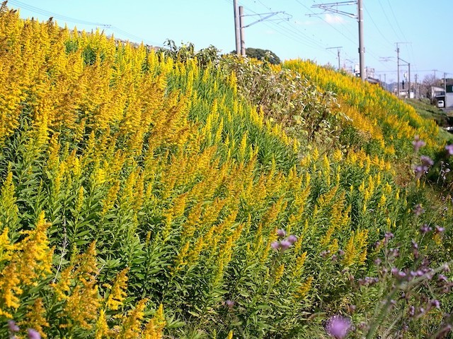 20191031 セイタカアワダチソウ