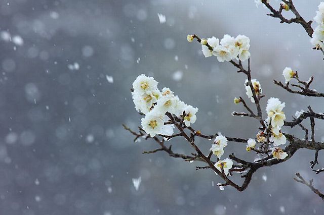 20191214 紅扇に乗せた梅の花