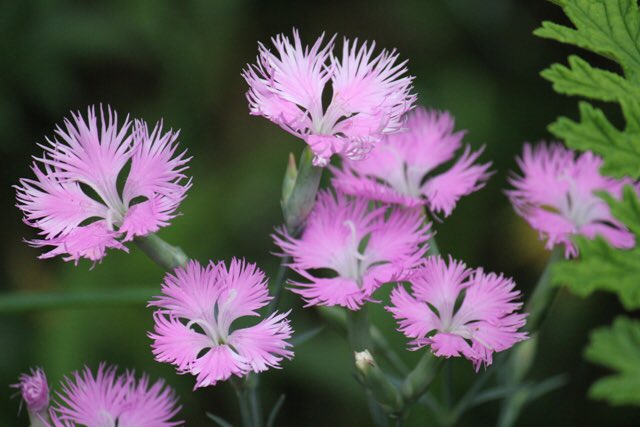 20200202 やまとなでしこ