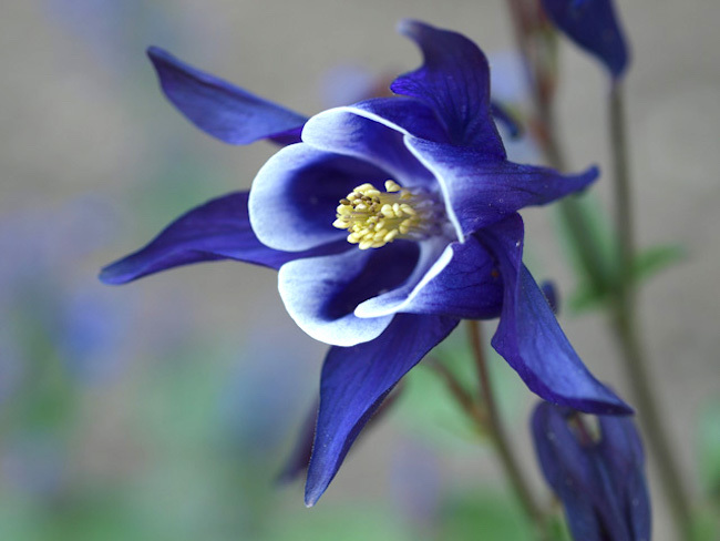 20200413 おだまき