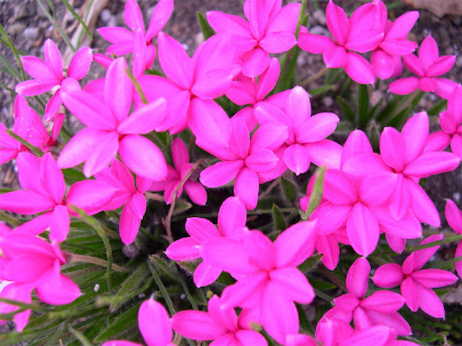 20200520 アッツ桜