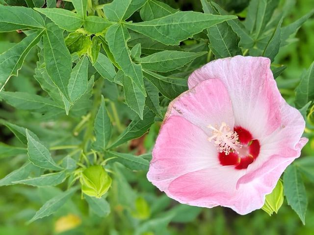 20200811 芙蓉の花