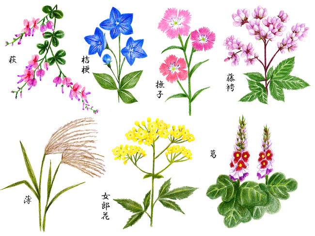 20200830 秋の七草