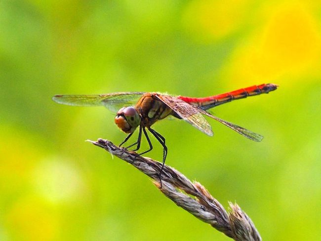 20201105 トンボの目