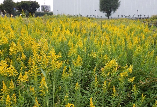 20201101 セイタカアワダチソウ