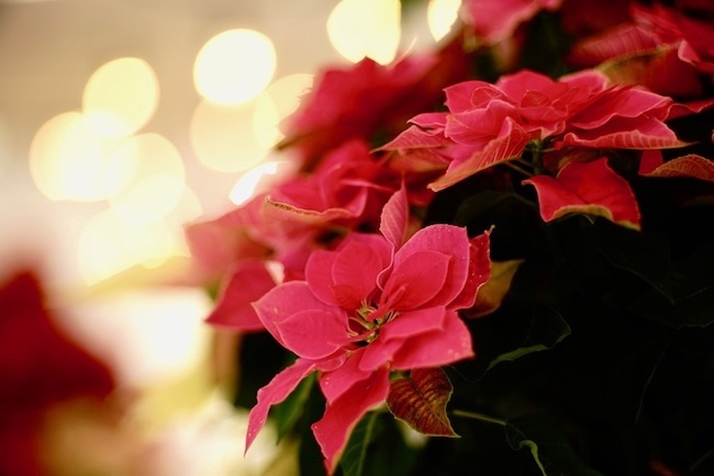 20201222 ポインセチア