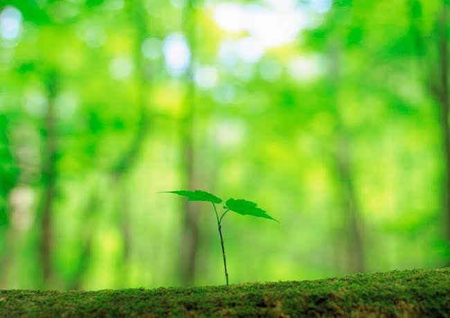 20210125 お山の杉の子