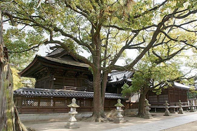 20210227 高砂の松