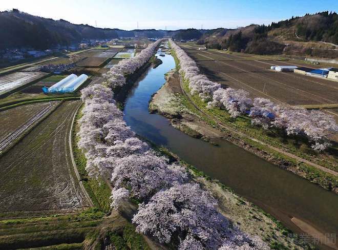 202010325 日本の農家と桜