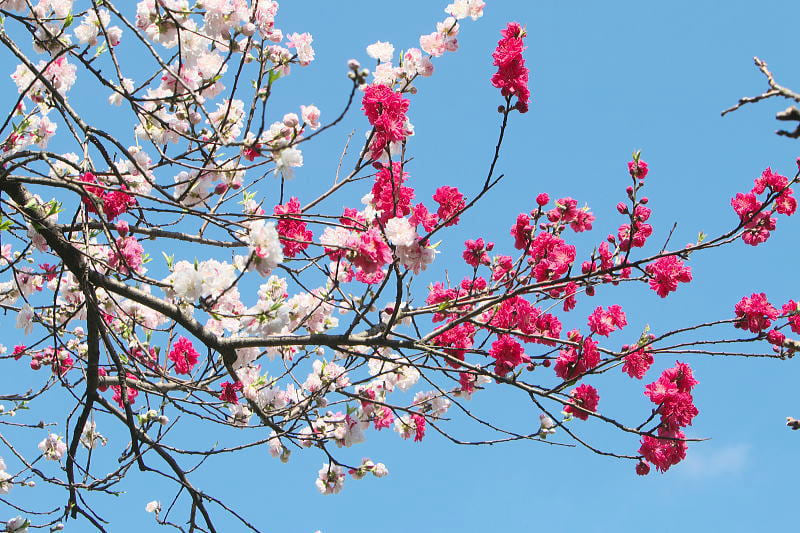 20210403 ゲンペイモモ