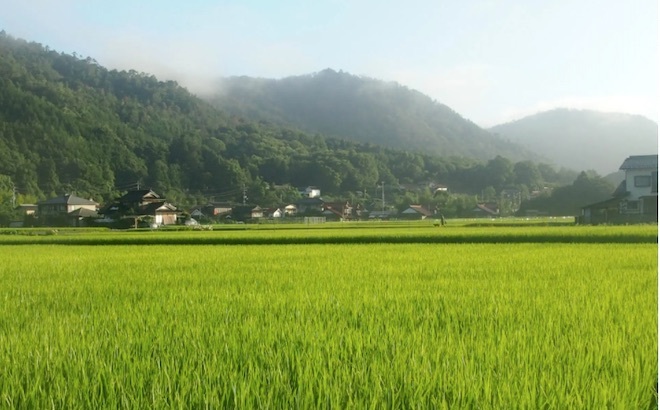 20210723 田んぼ