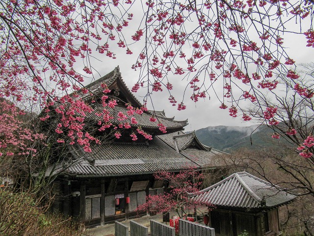 20220301 長谷寺と梅