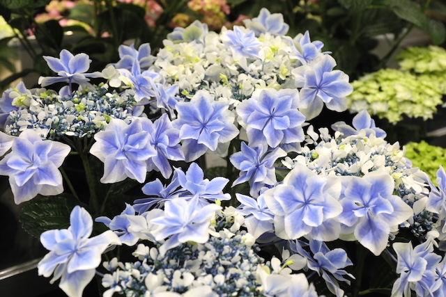 20220602 あじさい