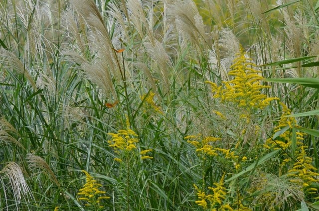 20221022 ススキとセイタカアワダチソウ