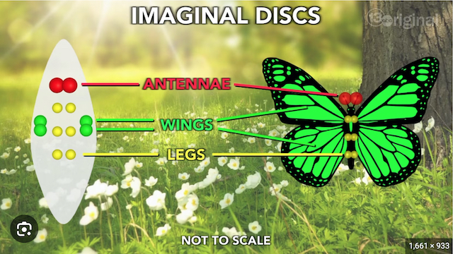 20230628 イマジナル・セル