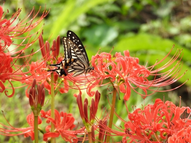 20230930 曼珠沙華
