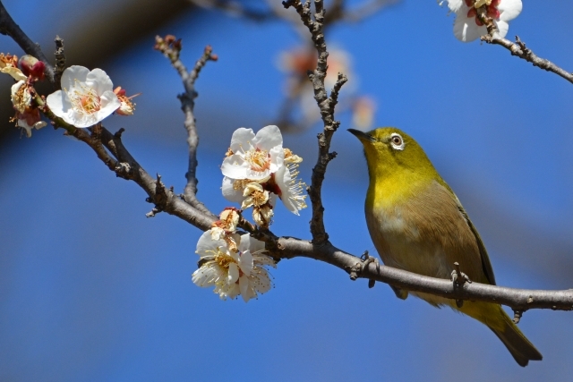 20240204 梅に鶯