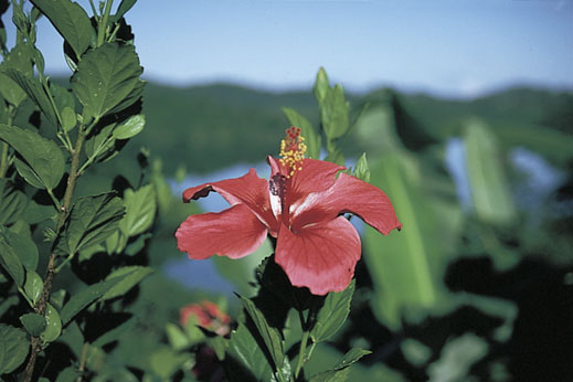 パラオに咲く花